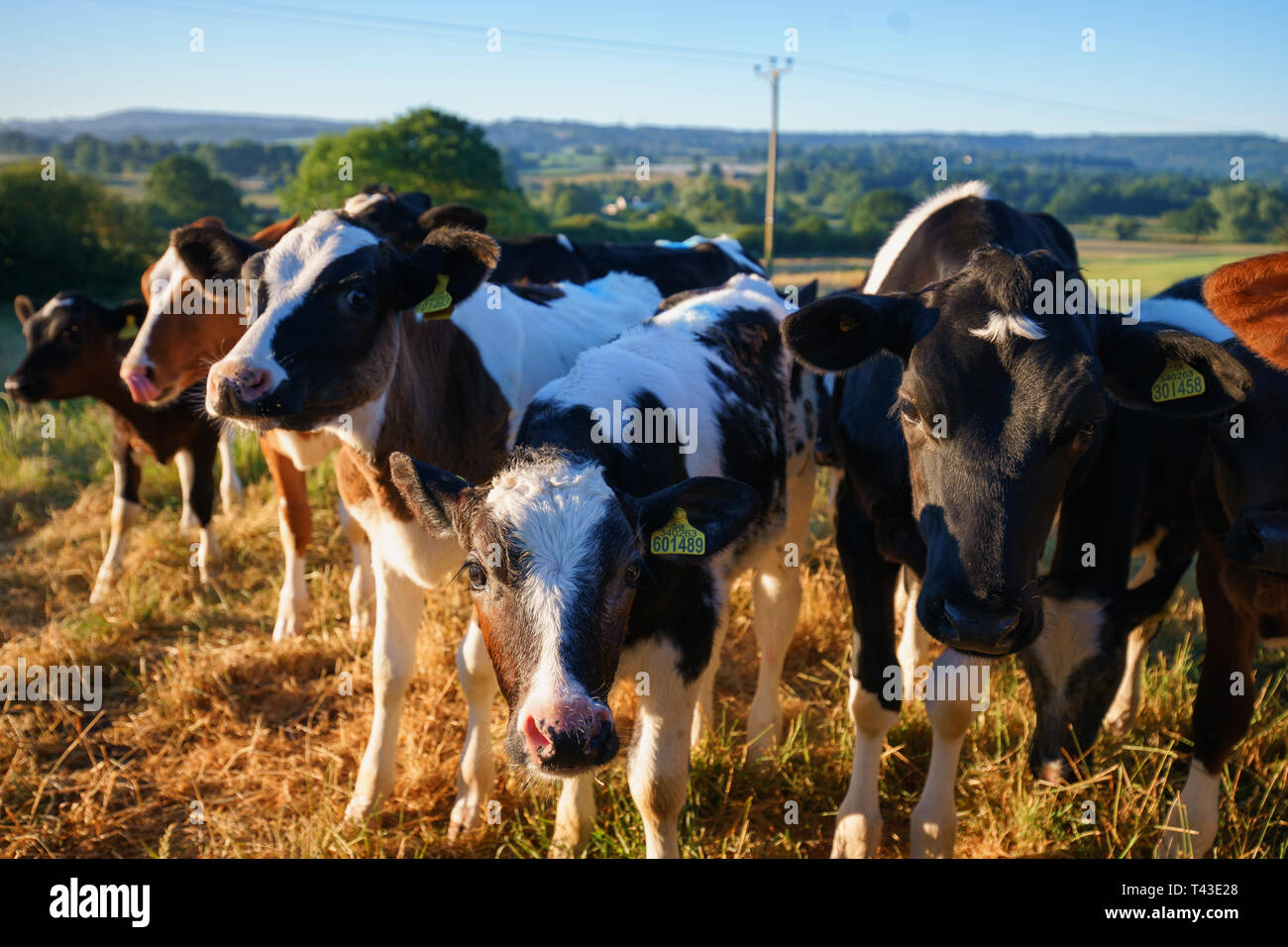A herd of cows with the green fields behind Stock Photo - Alamy