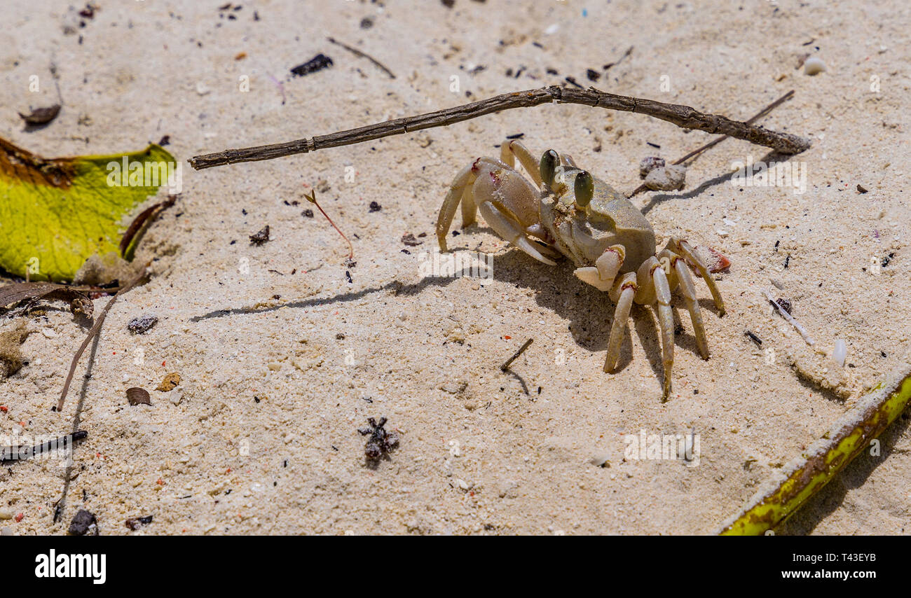 small land crab in wild on the white sand in Africa. Stock Photo