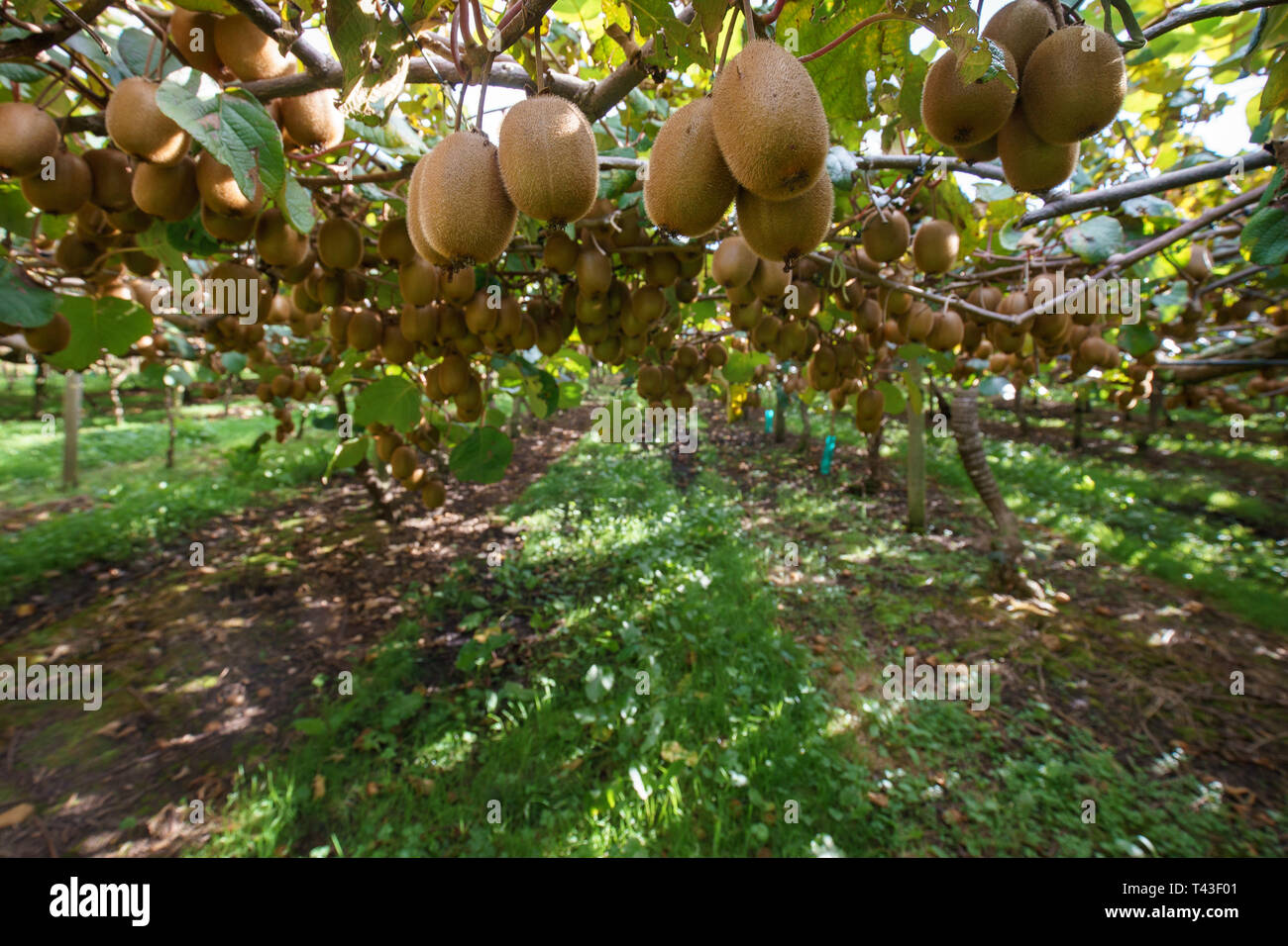 Kiwis hanging from the vines in an orchard with the sun streaming through the leaves Stock Photo