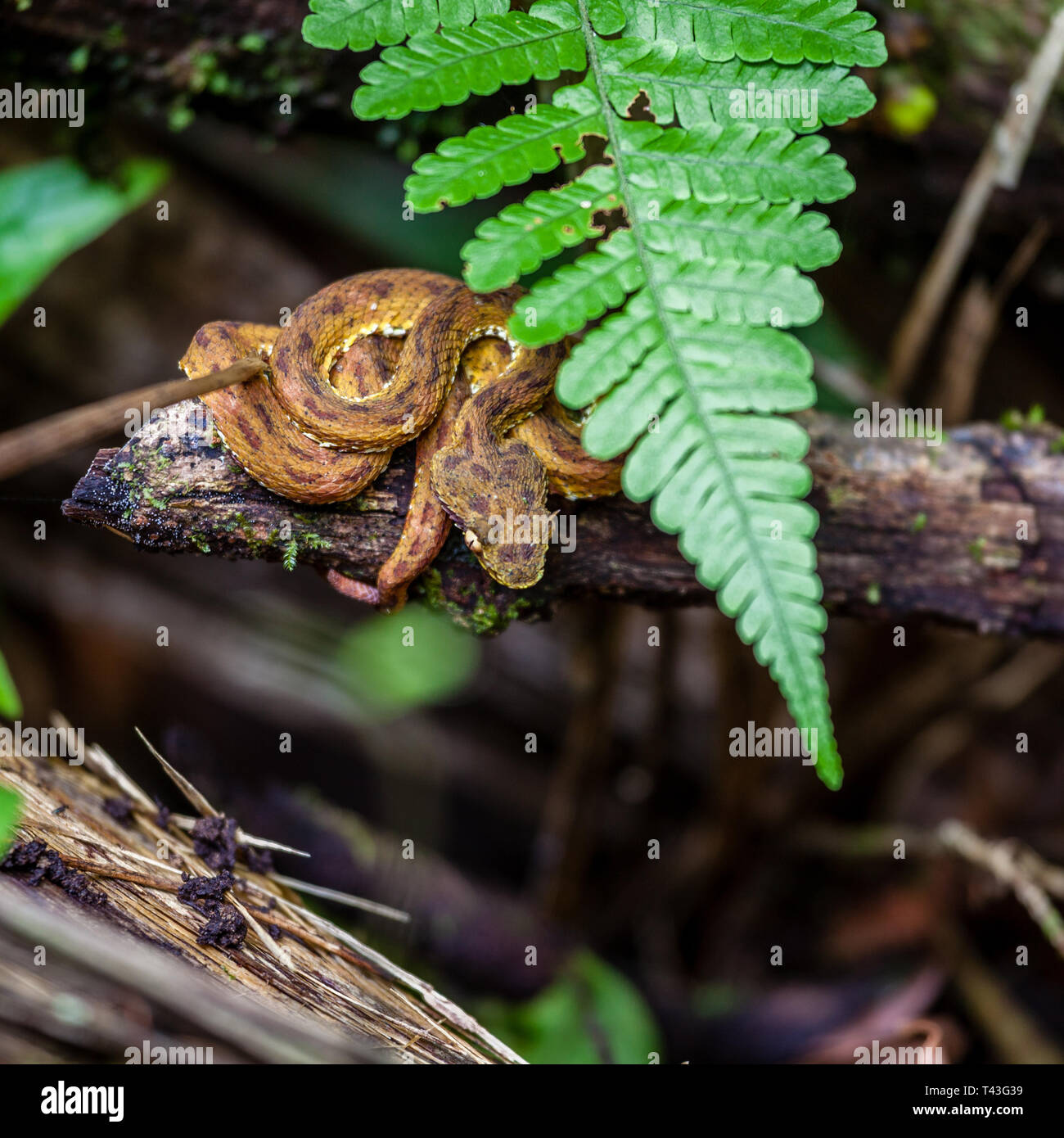 Coiled up baby eyelash viper in Arenal Hanging Bridges Park in Costa Rica Stock Photo