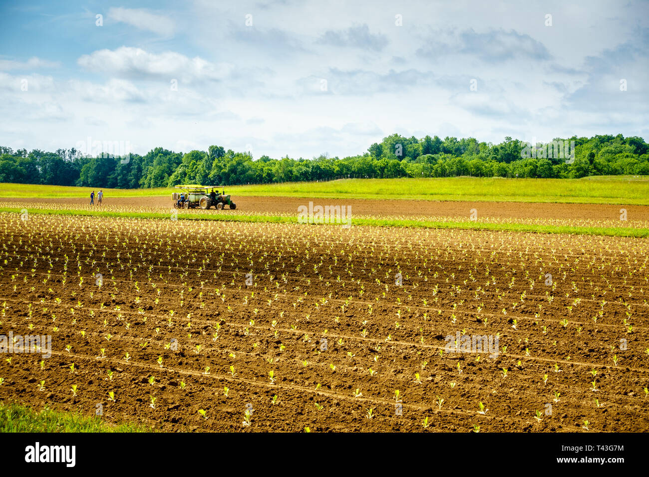 Sprout farm hires stock photography and images Alamy