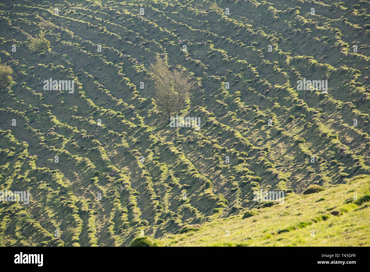 Hillside terracettes hi-res stock photography and images - Alamy