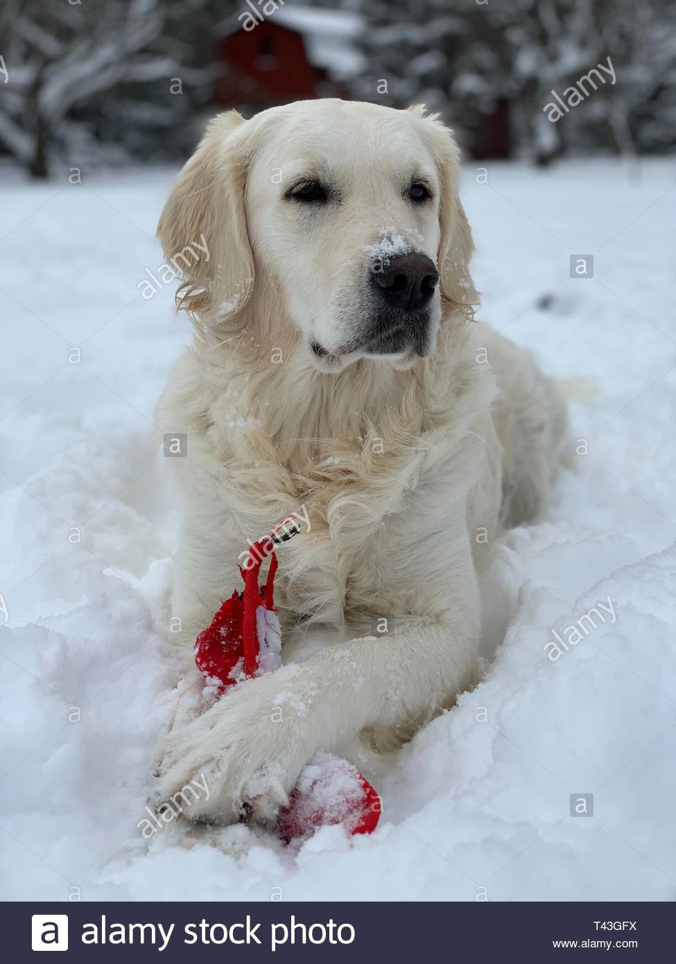 Red Coated Golden Retriever Stock Photos Red Coated Golden