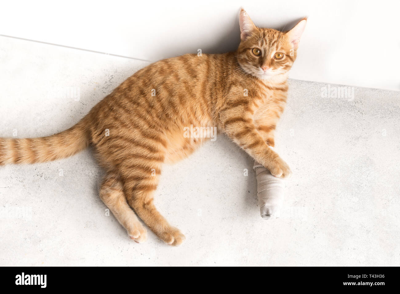 Sick Cat With Bandaged Leg Cute Ginger Cat With Broken Leg On White Floor Stock Photo Alamy