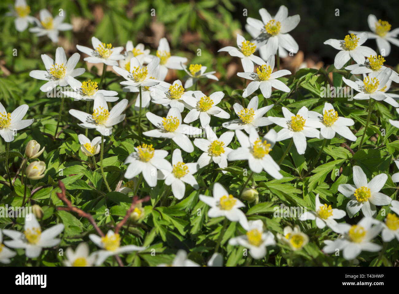 Detail view of wood anemones Stock Photo Alamy