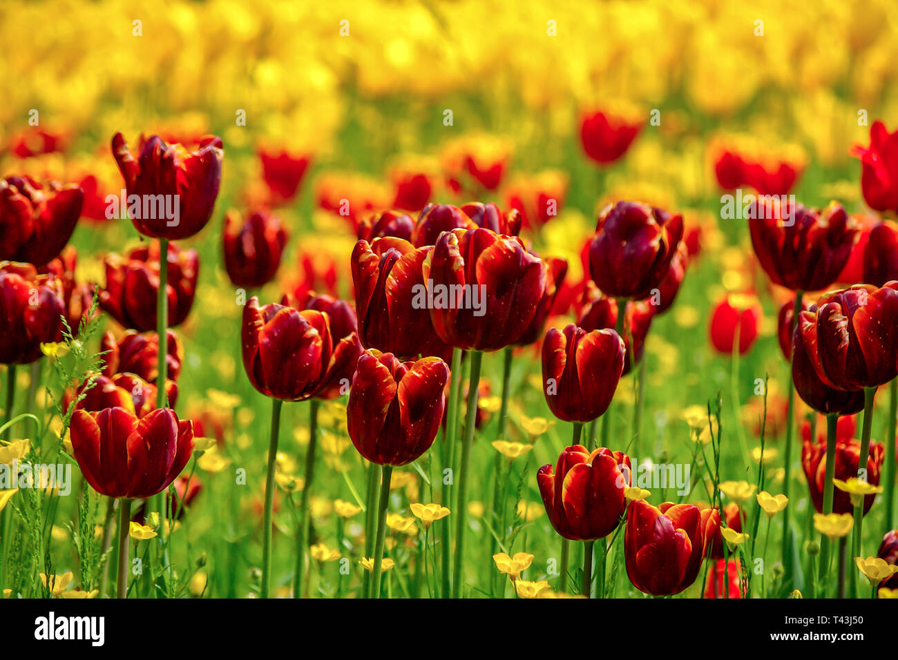 A field of dark red tulips. Stock Photo