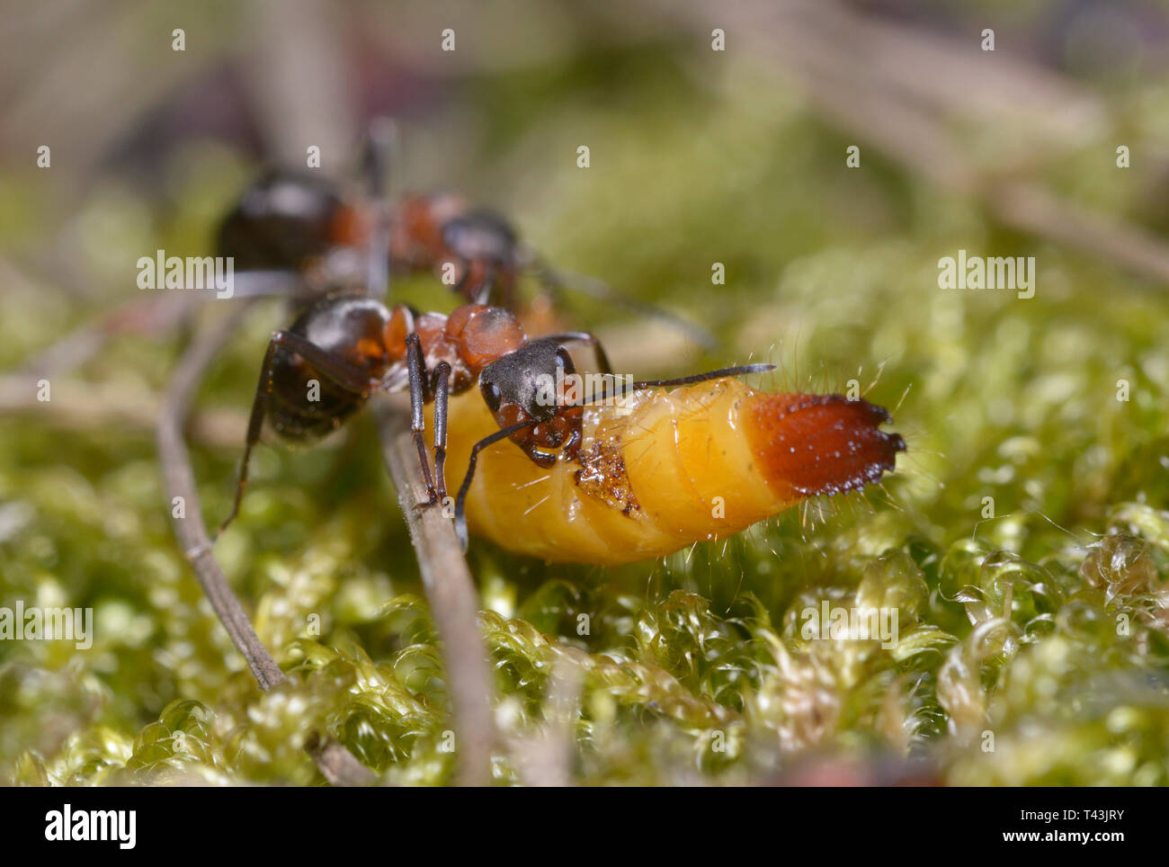 Red forest ant Formica Rufa eating yellow caterpillar Stock Photo Alamy