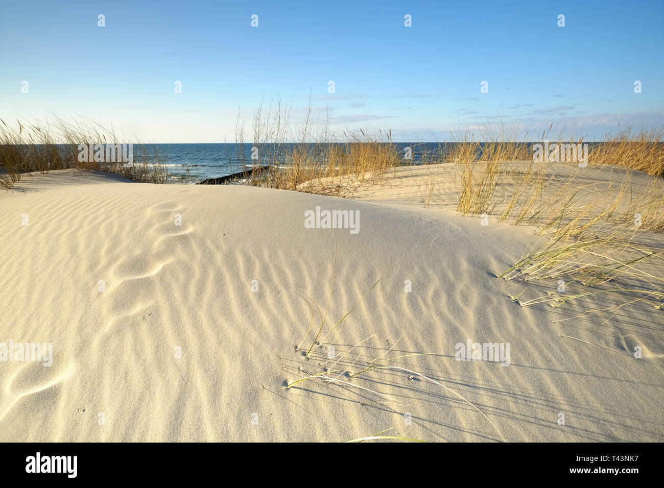Dunes on the coast of the Baltic Sea, Kołobrzeg, Poland. Stock Photo
