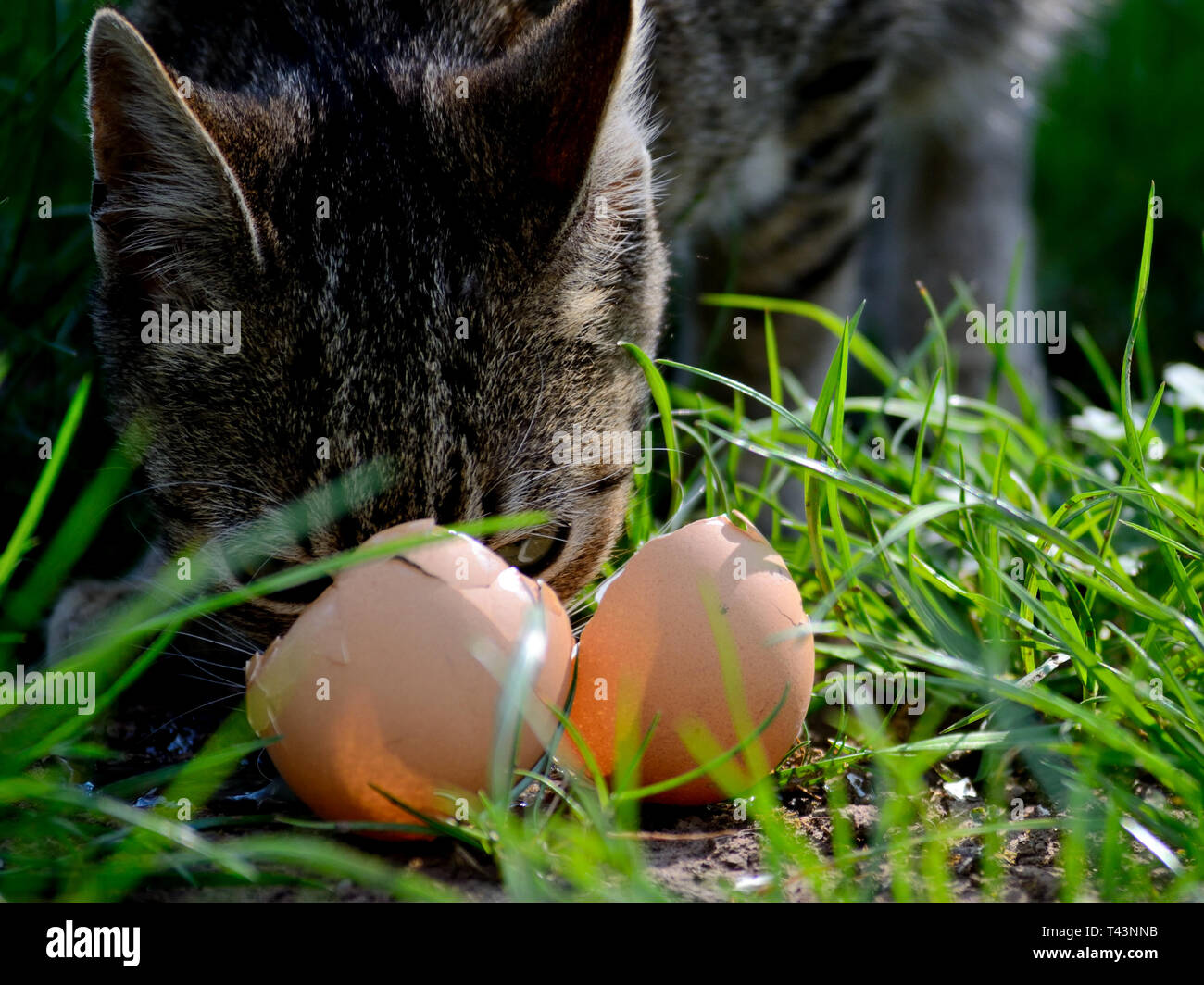 Kitten eat raw egg, Felis catus Stock Photo Alamy