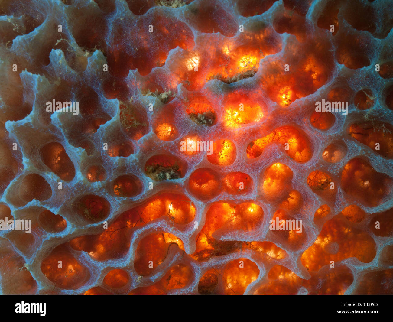 Marine sponge cells. close up. Underwater aquatic animal in Los Roques