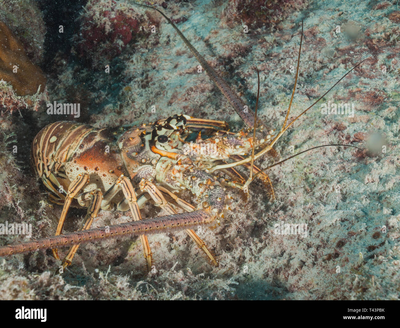 Reef lobster hires stock photography and images Alamy