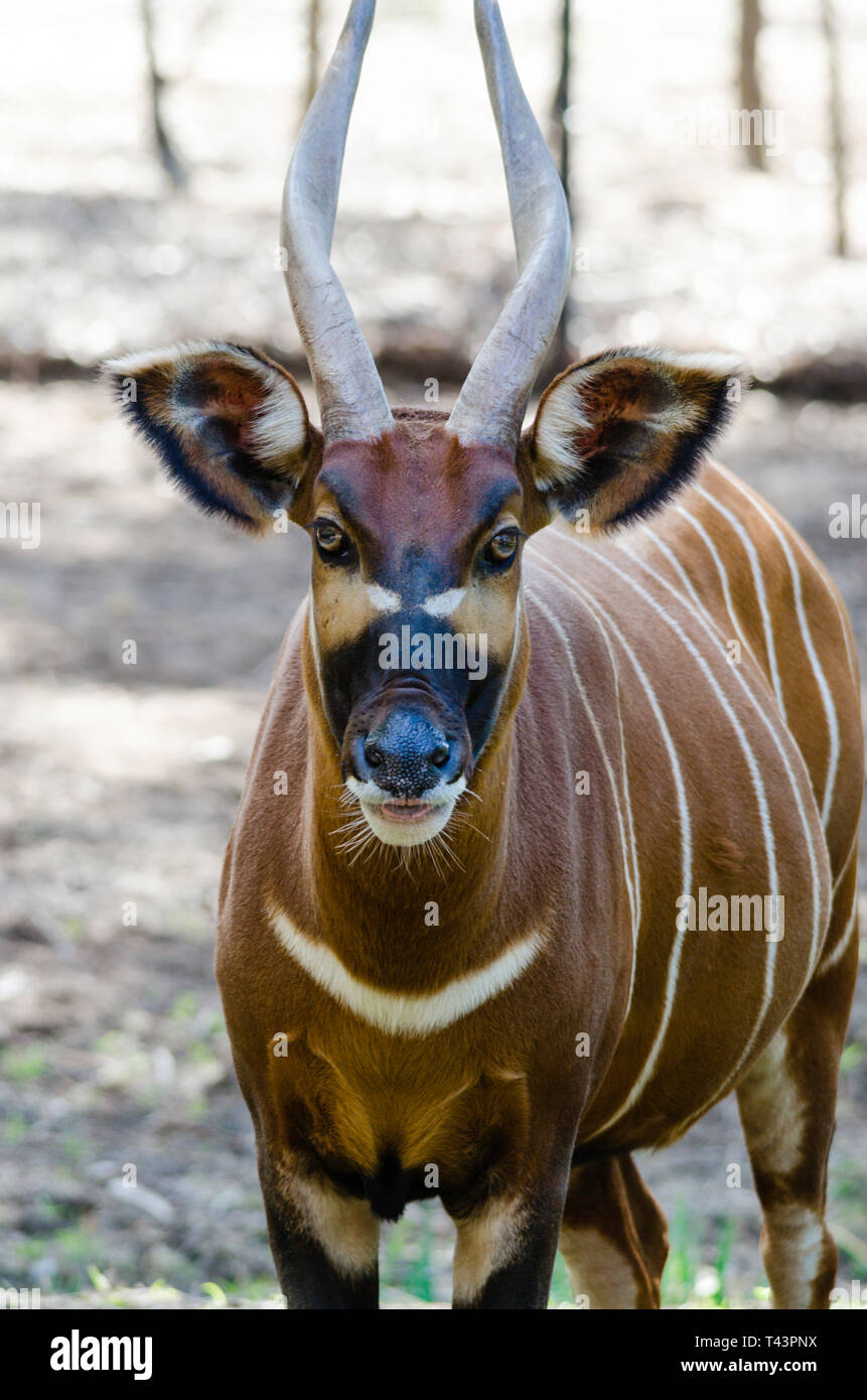 The Eastern or Mountain Bongo (Tragelaphus eurycerus ssp. isaaci Stock