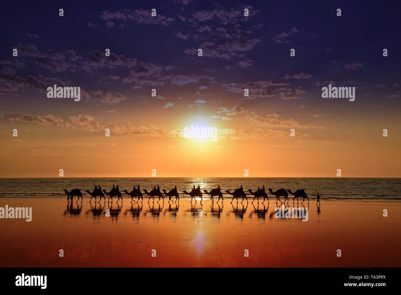Camels on Cable Beach, Broome, Western Australia Stock Photo