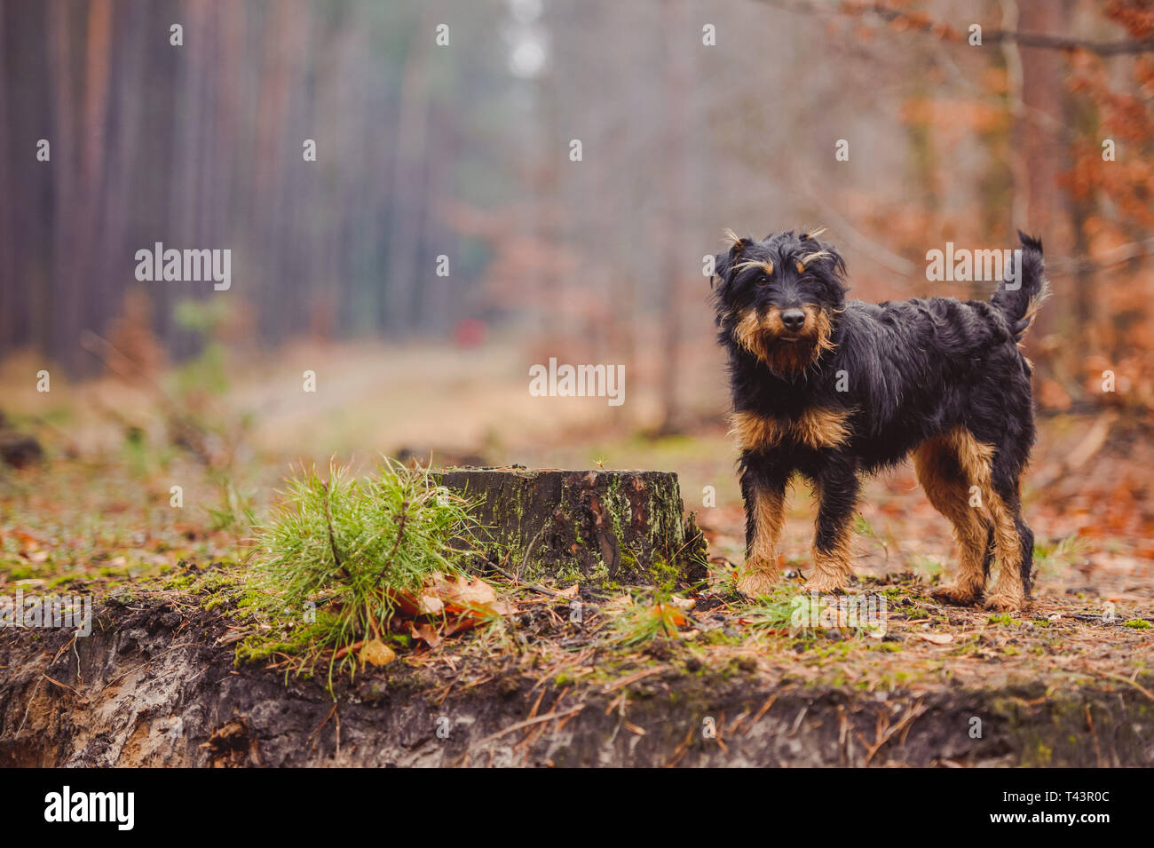 German hunting terrier in the fall forest Stock Photo