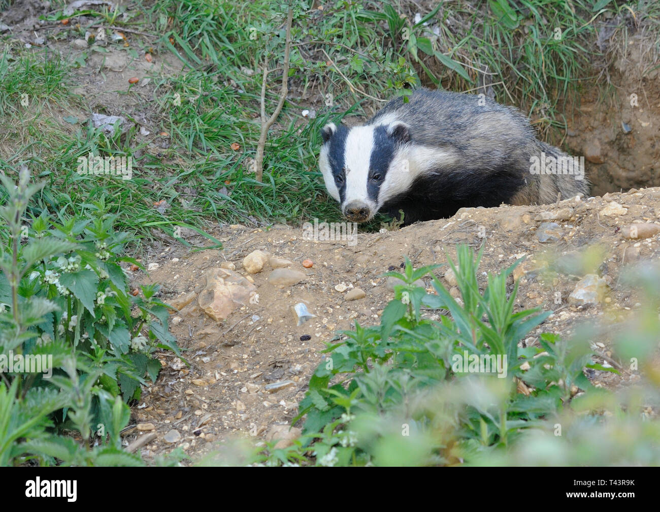 A badger ( Meles meles ) emerging from its sett Stock Photo