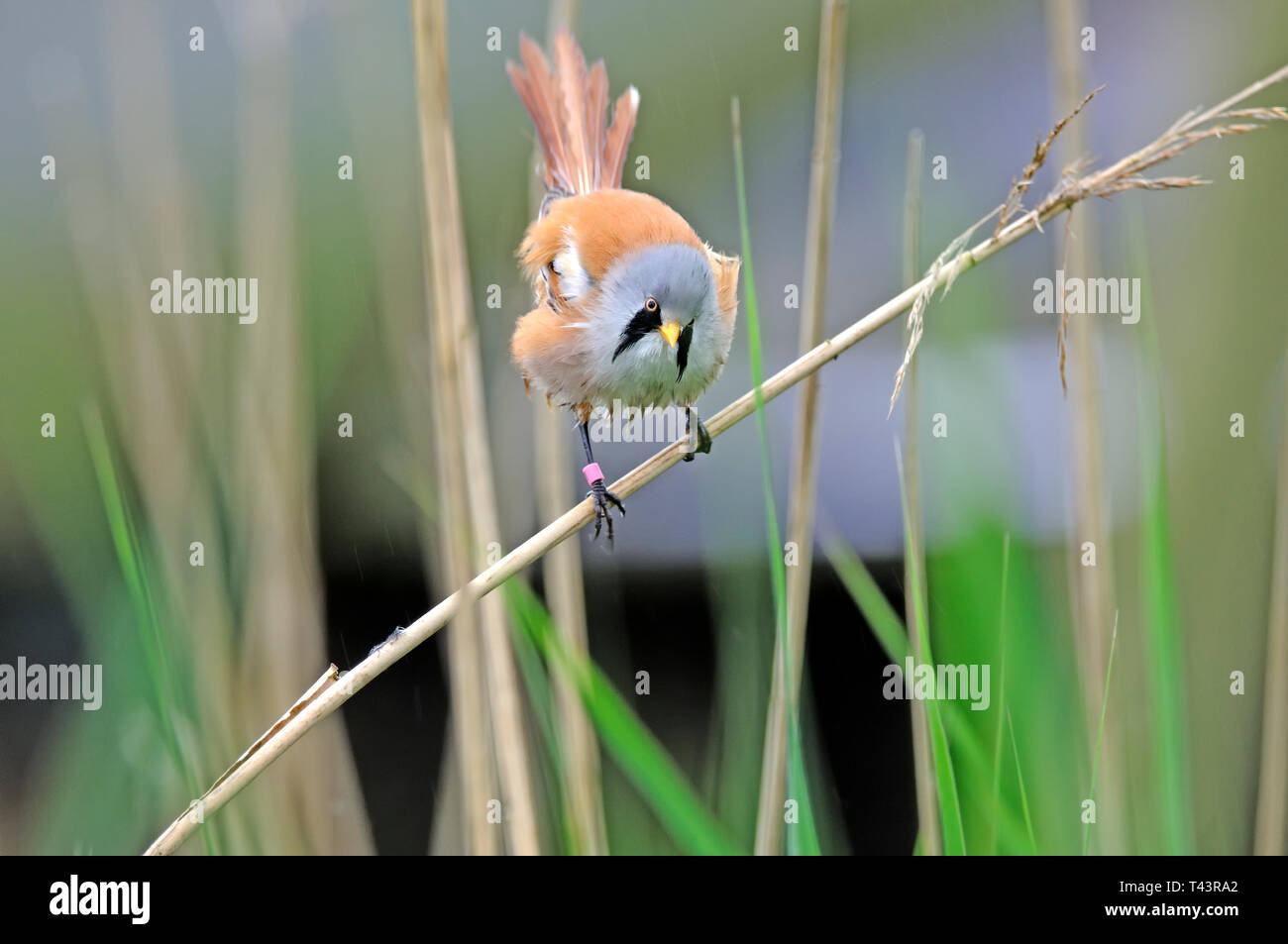 A bearded tit ( Panurus biarmicus ) pearching on a reed stem Stock Photo