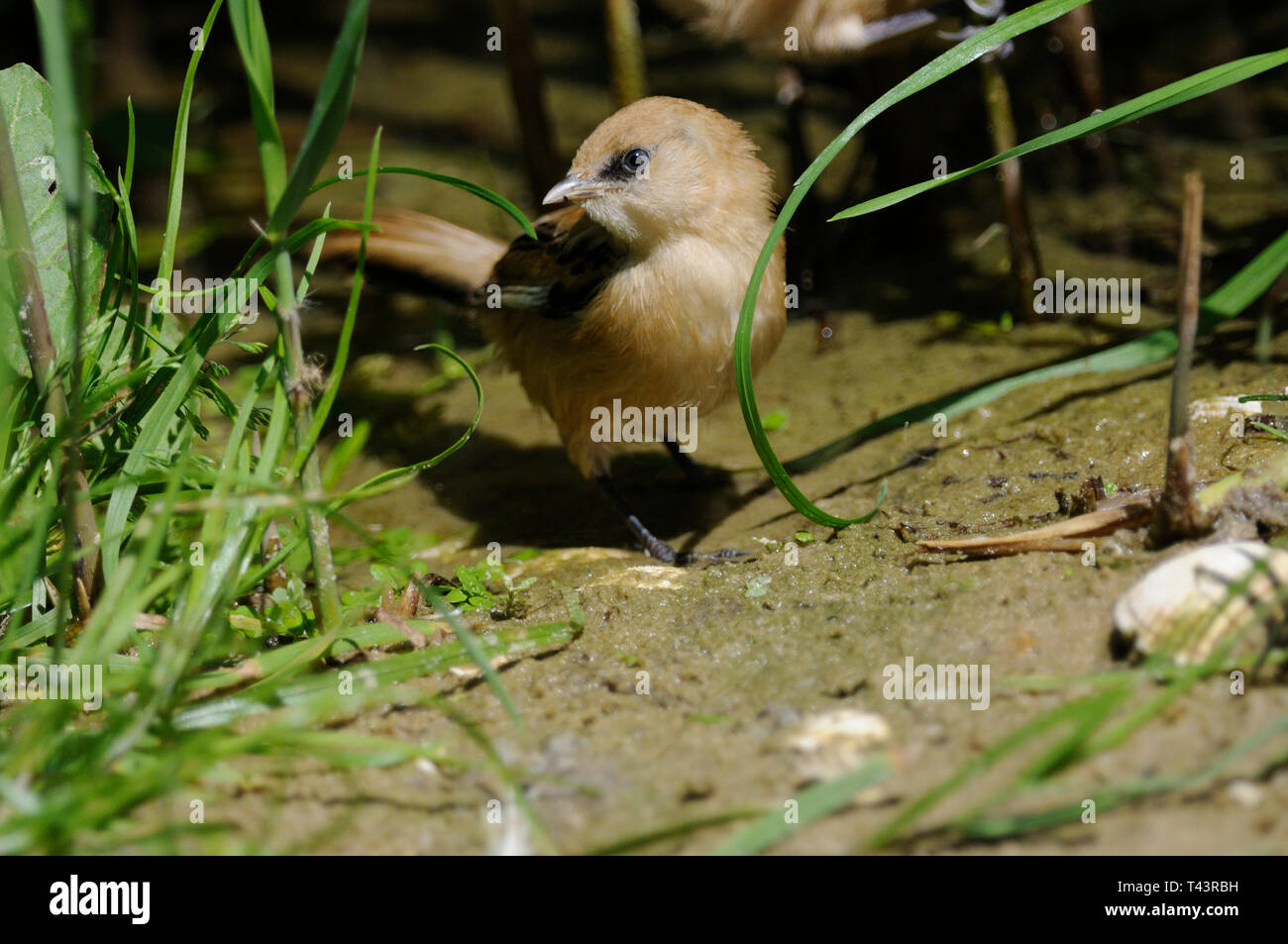 A bearded tit ( Panurus biarmicus ) searches for insect food low down in a reed bed Stock Photo
