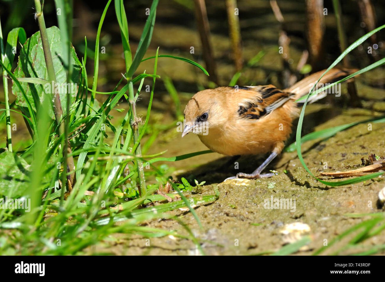 A bearded tit ( Panurus biarmicus ) searches for insect food low down in a reed bed Stock Photo