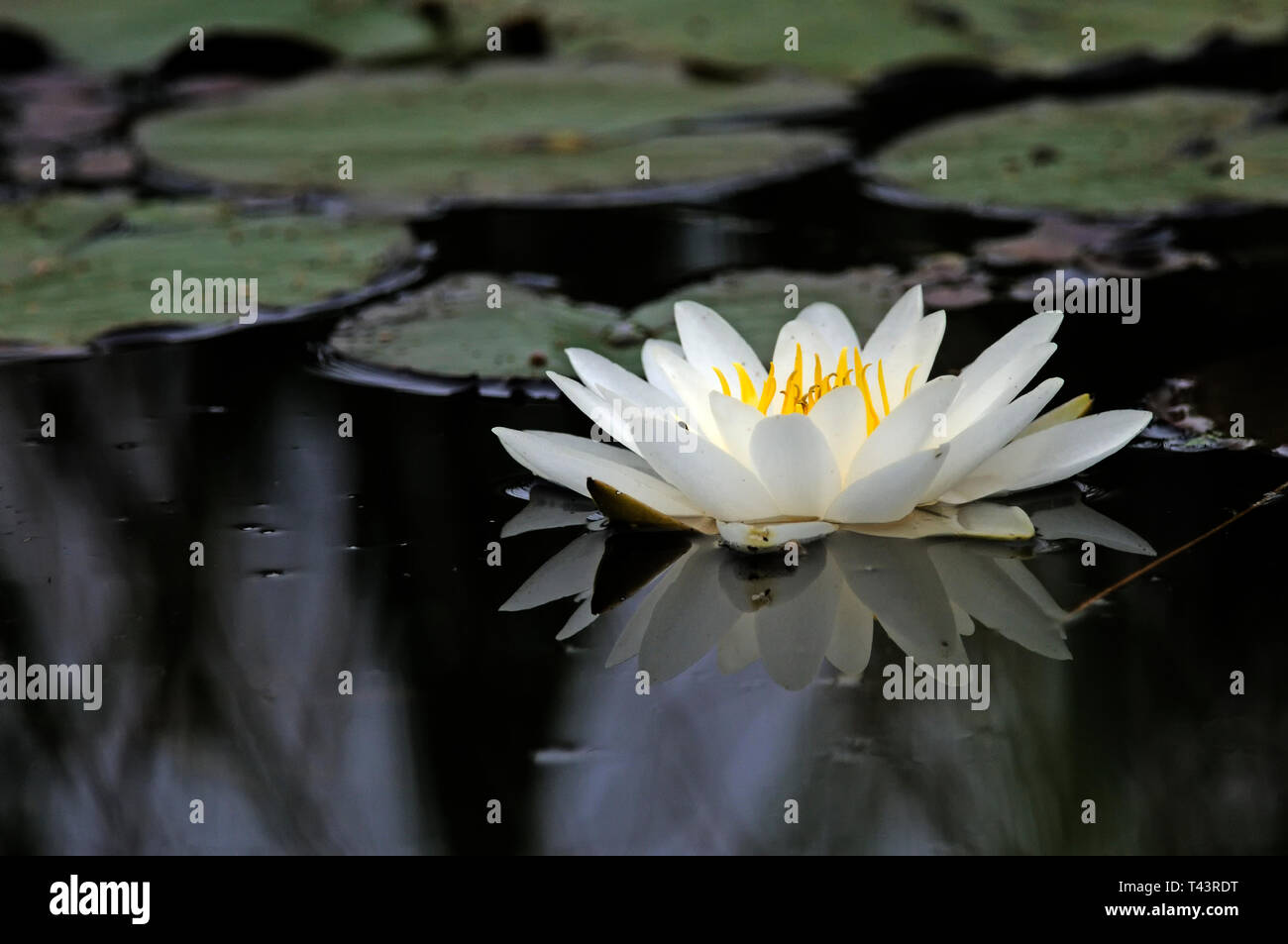A white water - lily ( Nymphaea alba ) resting on the surface of a pond Stock Photo