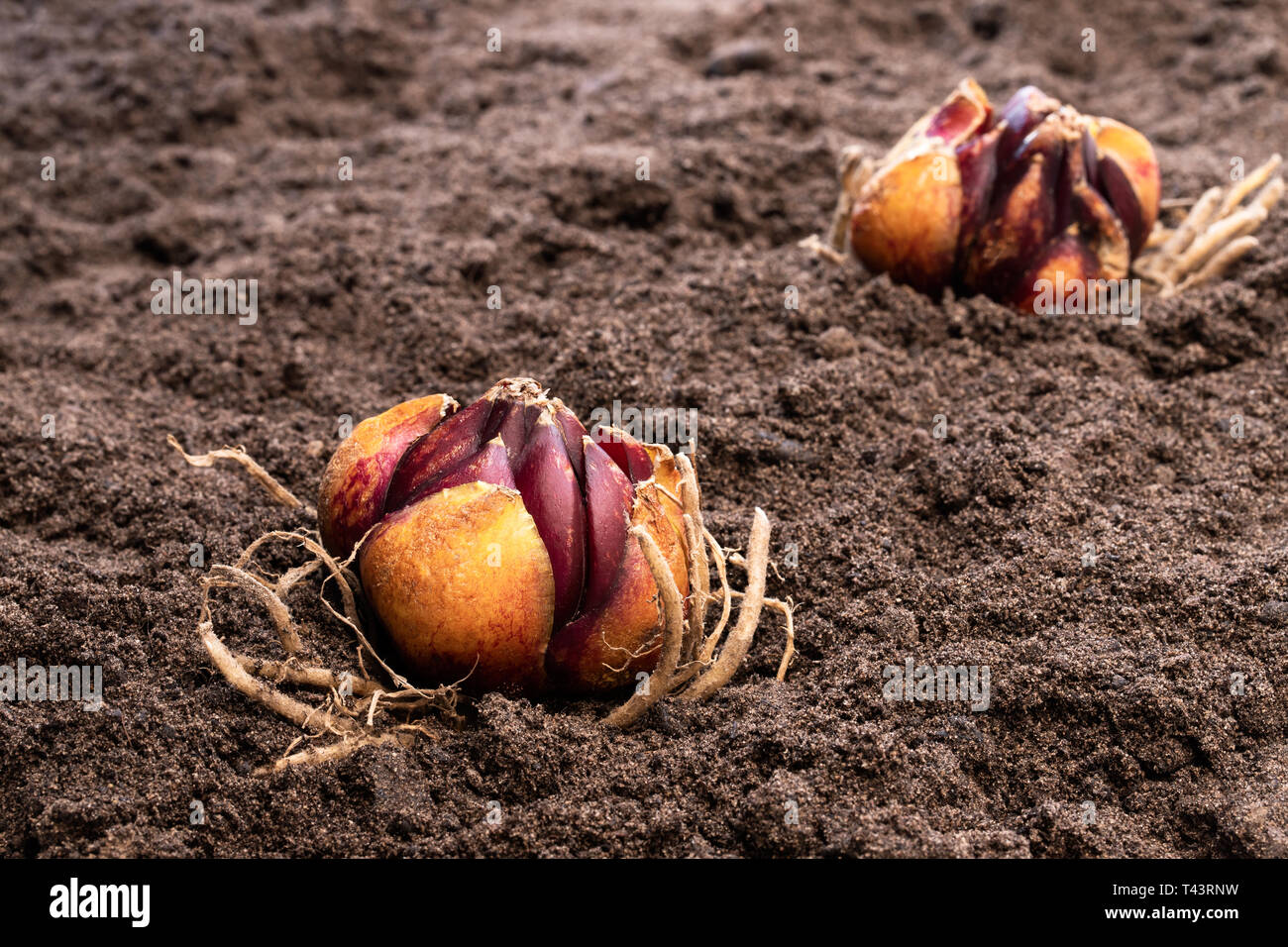 Lily Bulb Roots Lily plant root hi-res stock photography and images - Alamy