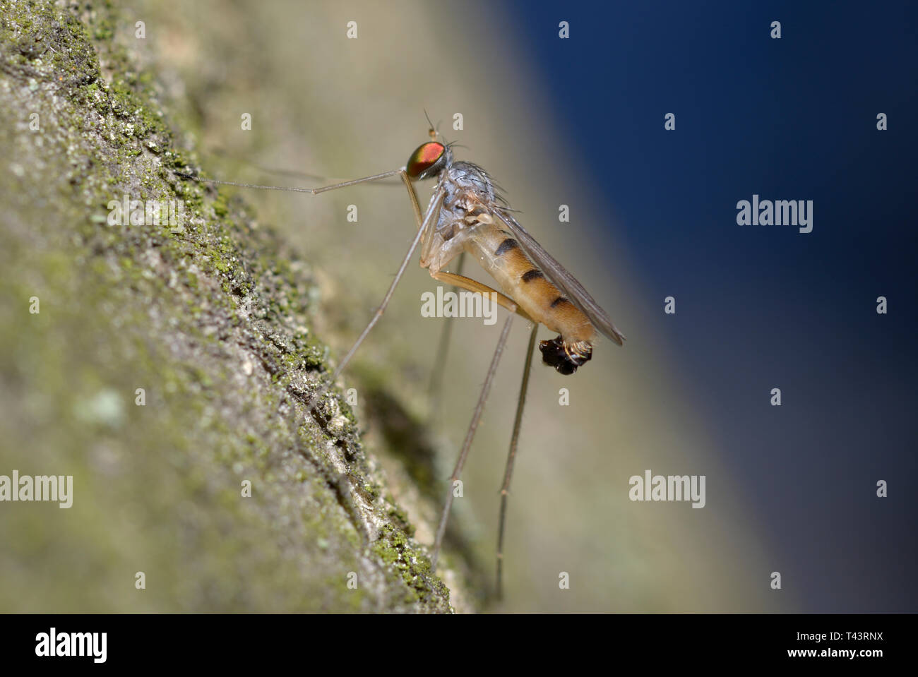 Tiny red-eyed fly sitting on a tree trunk Stock Photo