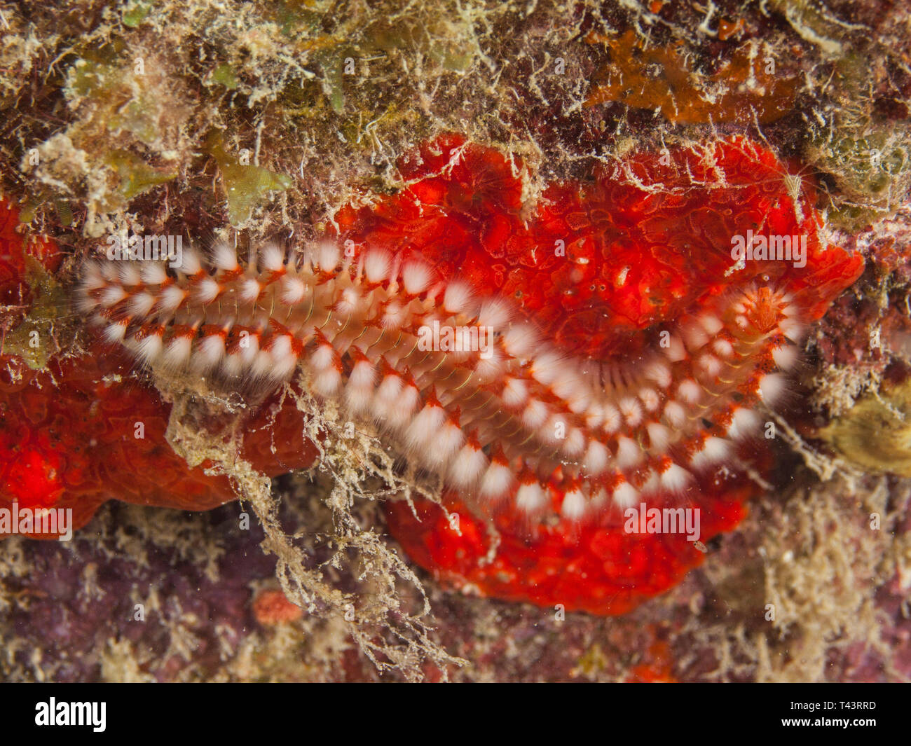 Bearded Fireworm (Hermodice carunculata).underwater  Los Roques, Venezuela Stock Photo