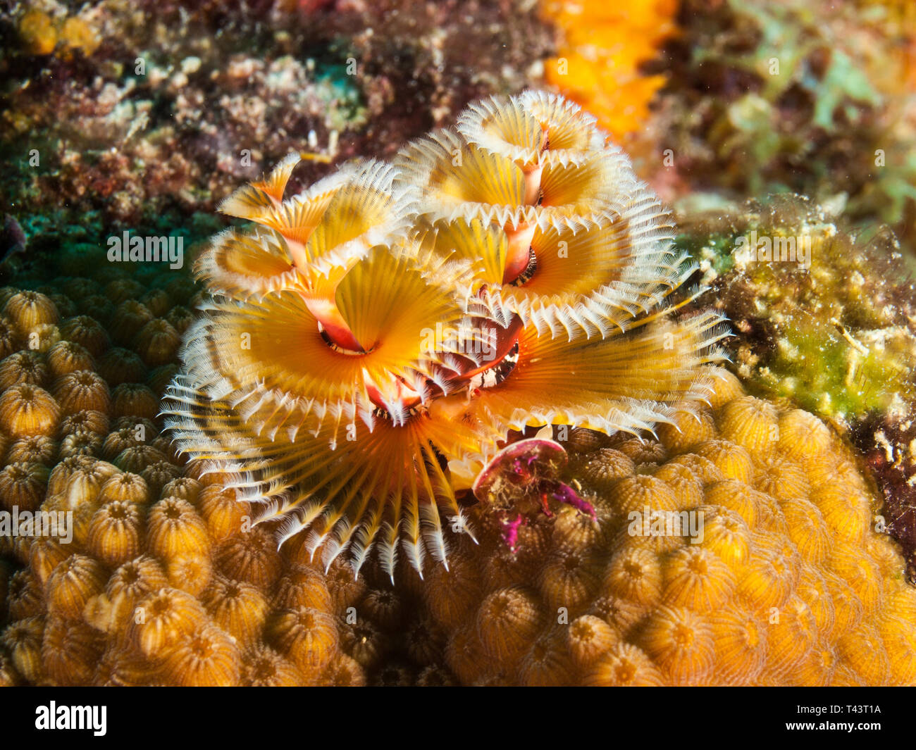 tube-building-polychaete-worms-hi-res-stock-photography-and-images-alamy