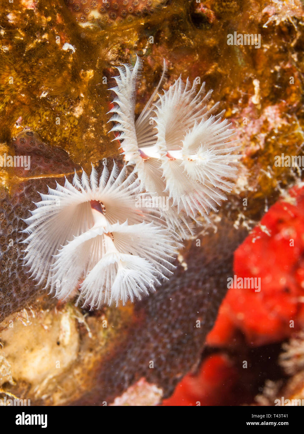 Colorful Christmas Tree Worm Spirobranchus Giganteus Caribbean Sea Los Roques Stock Photo Alamy