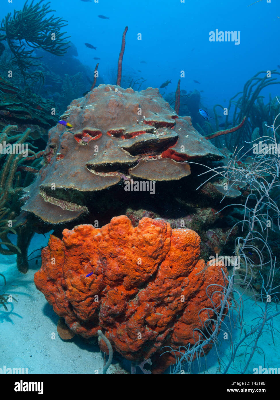 Orange coral reef. Sponge in Coral Garden -Los Roques. Venezuela Stock Photo