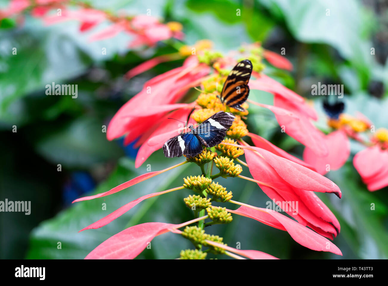 A single sara and isabella longwing butterflies landing on a