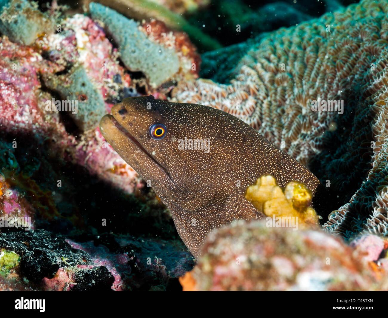 Moray eel Muraenidae in transparent blue water lying in wait to ambush prey. with coral reef in the Caribbean island Los Roques Venezuela Stock Photo