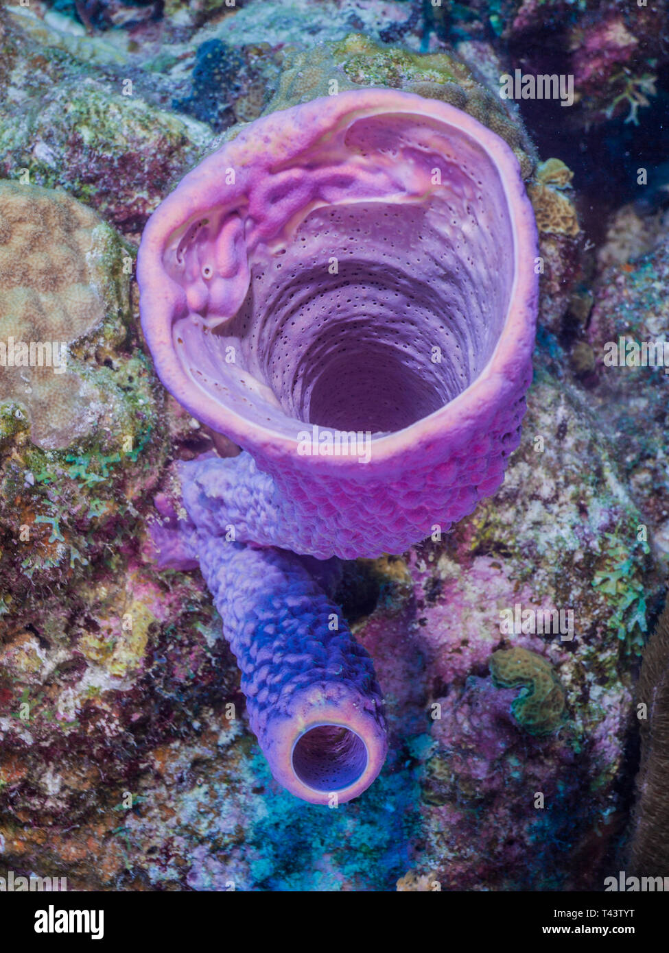 Aplysina archeri -Esponja Metazoa -Los Roques. Venezuela Stock Photo