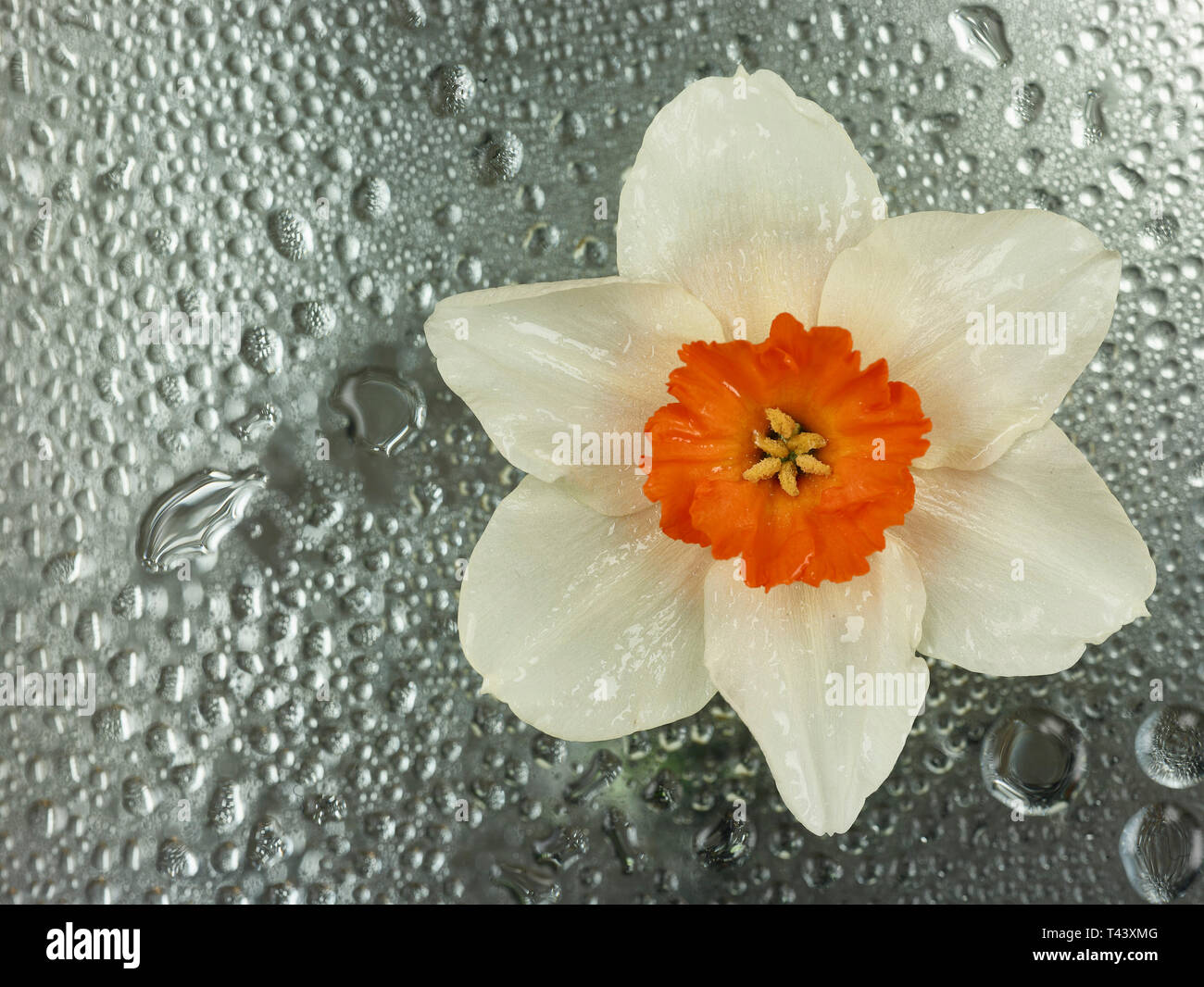 Daffodil spring flower nature portrait with dew background Stock Photo