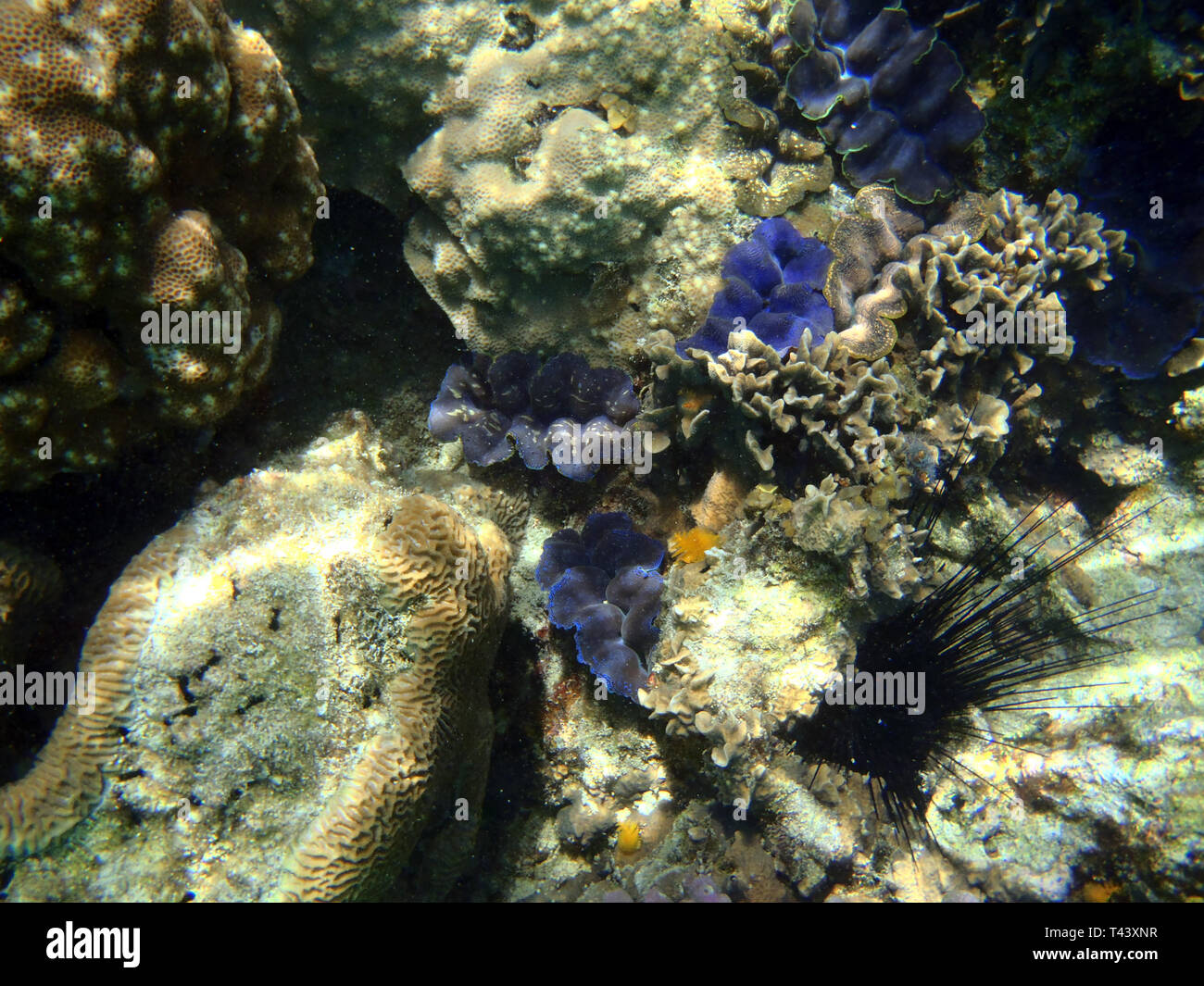 Underwater World Stock Photo