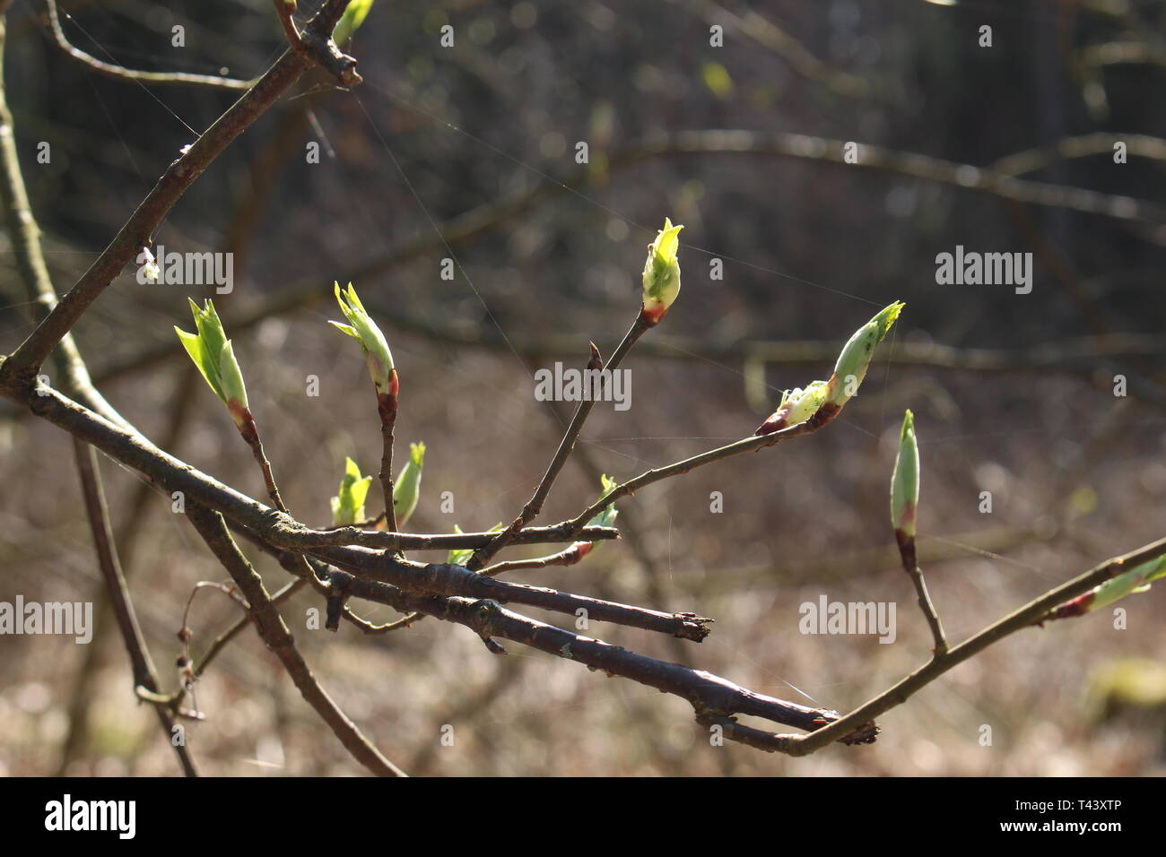 Tree during spring in the landscape park Stock Photo