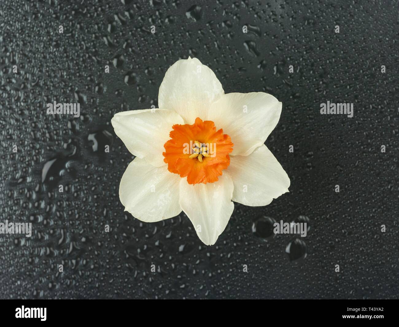 Daffodil spring flower nature portrait with dew background Stock Photo