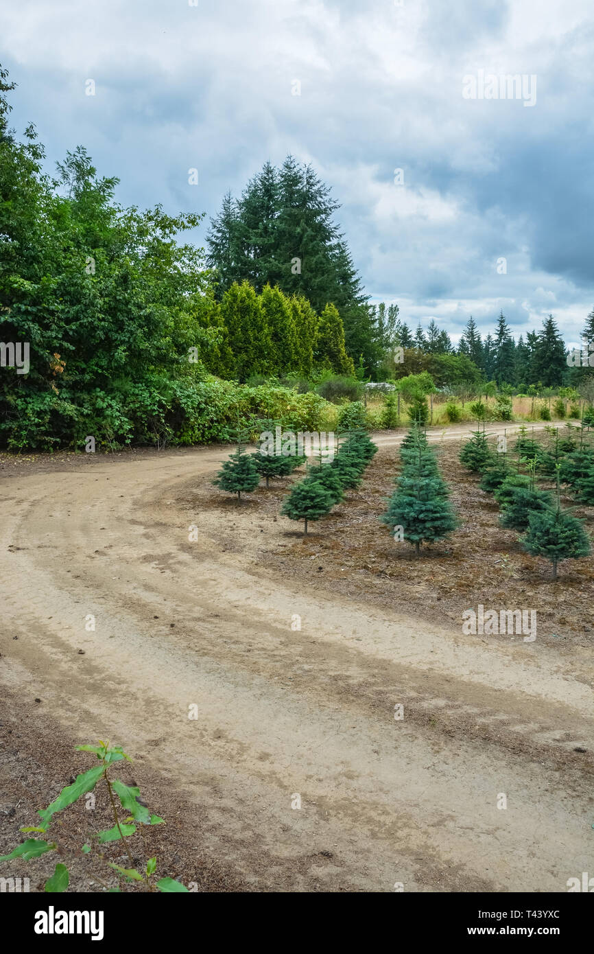 Planting stock of pine trees at the road. Stock Photo