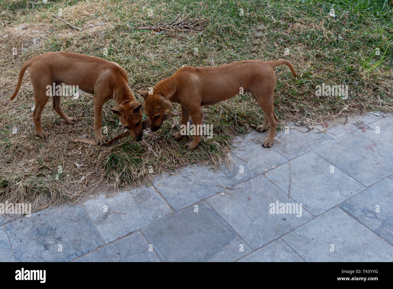 Tho young Rhodesian Ridgeback  puppis playing with a stick, picture from Phu Quoc Island, Vietnam. Stock Photo
