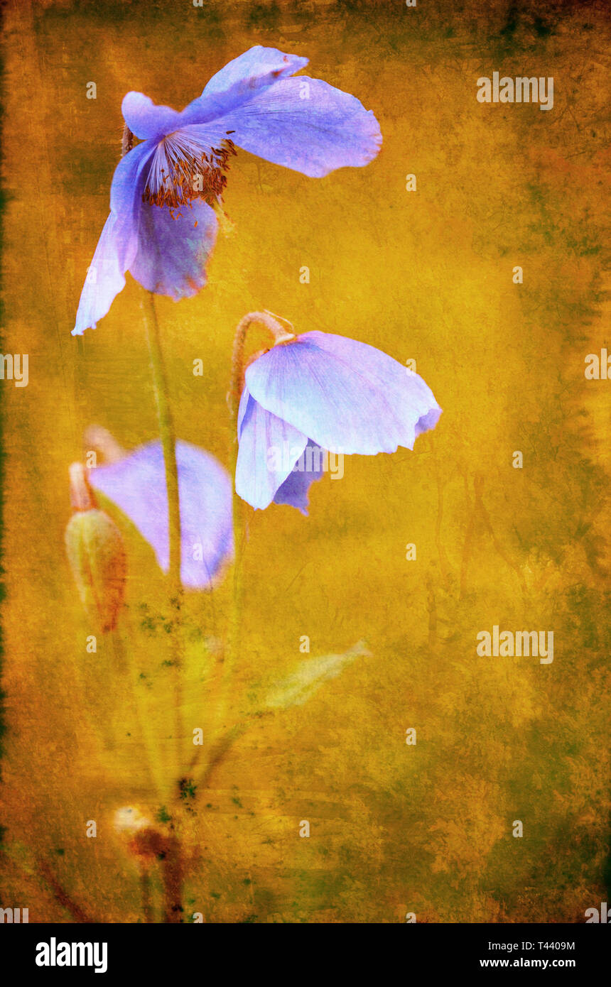 Old colored image of blue himalayan poppy. Selective focus. Stock Photo