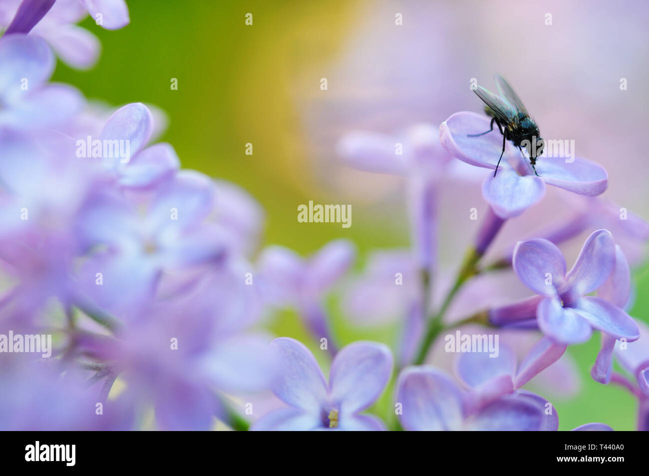 Fly on a lilac flower. Shallow depth of field. Focus on fly head and back Stock Photo