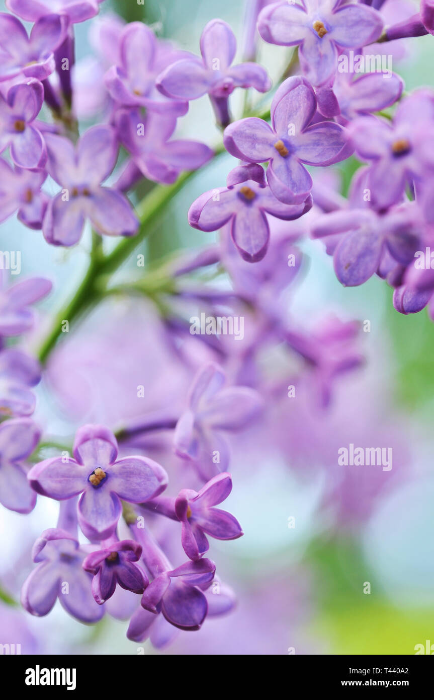 Close-up of purple lilac flowers. Shallow depth of field. Stock Photo