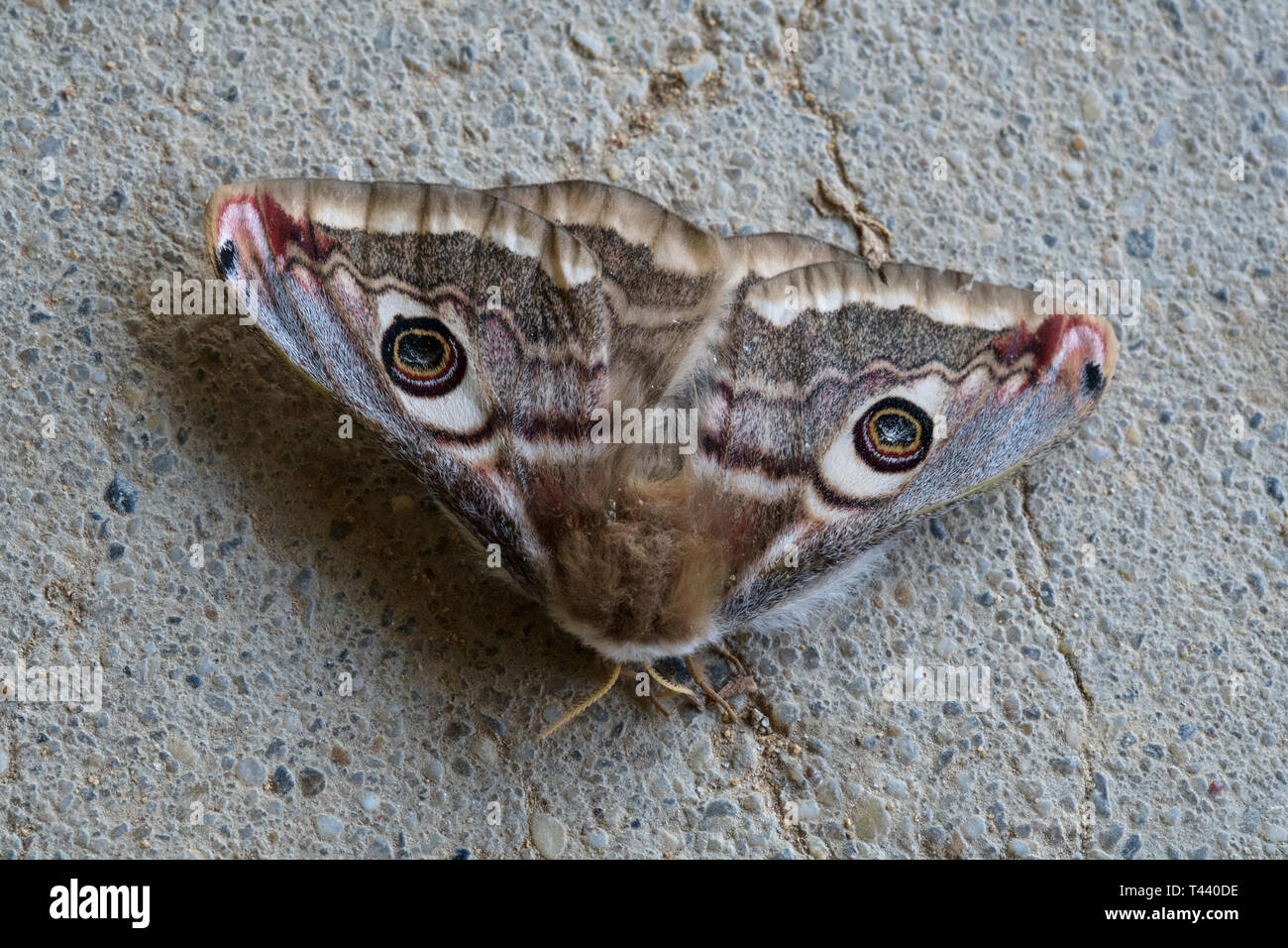 small emperor moth saturnia pavonia resting on concrete wall zala county hungary Stock Photo