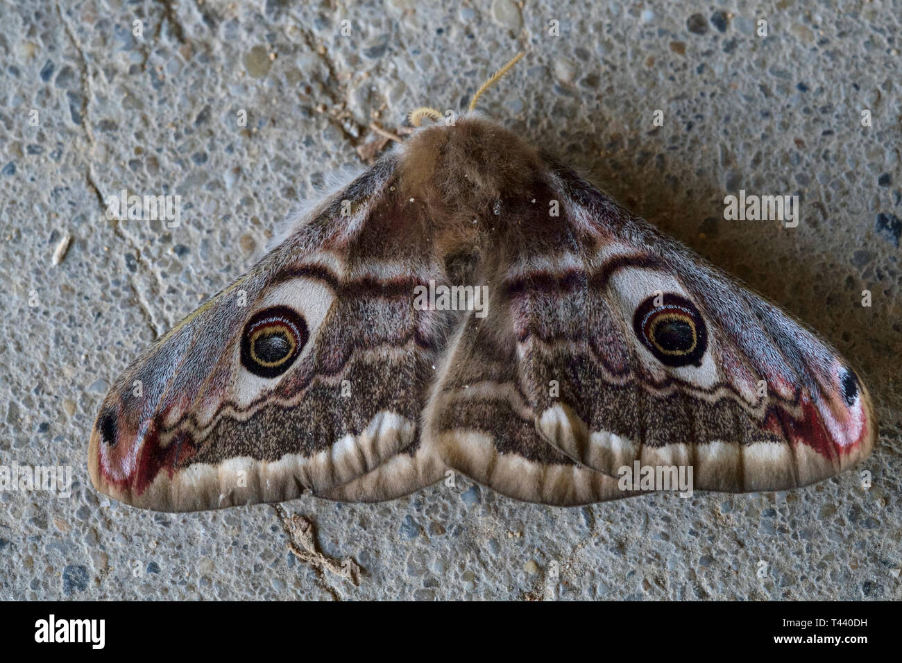 small emperor moth saturnia pavonia resting on concrete wall zala county hungary Stock Photo