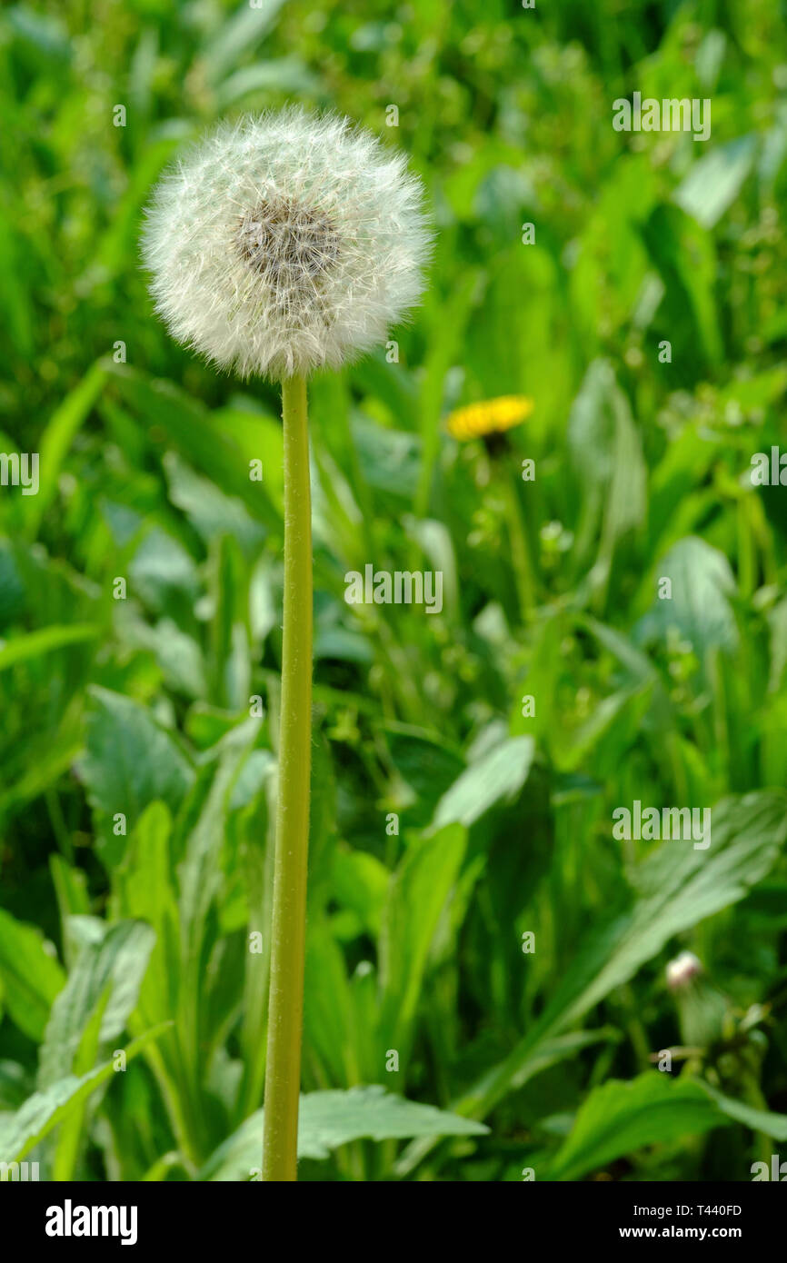 dandelions taraxacum officinale growing in a rural countryside garden zala county hungary Stock Photo