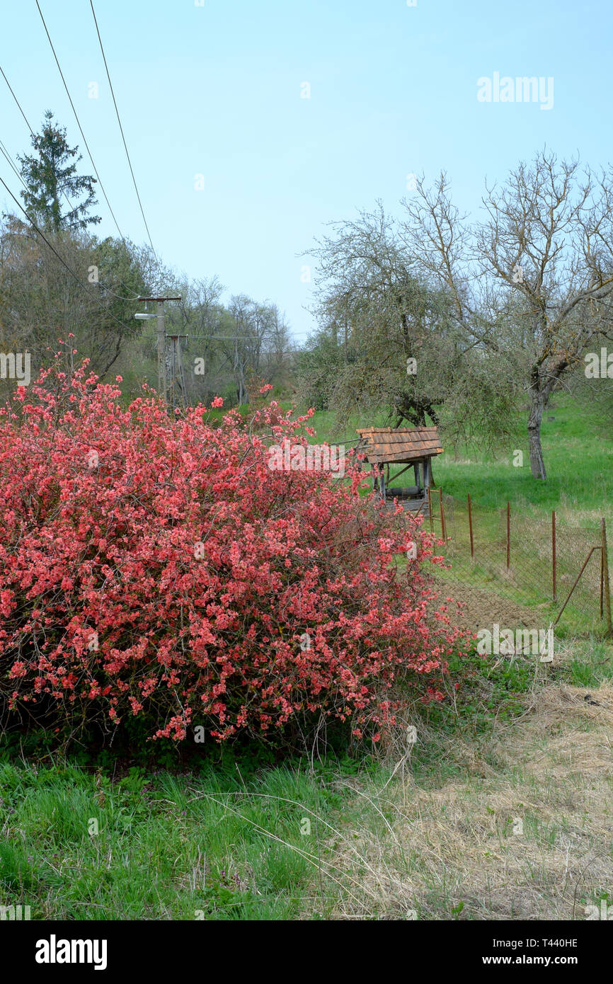 Flowering Quince Hedge