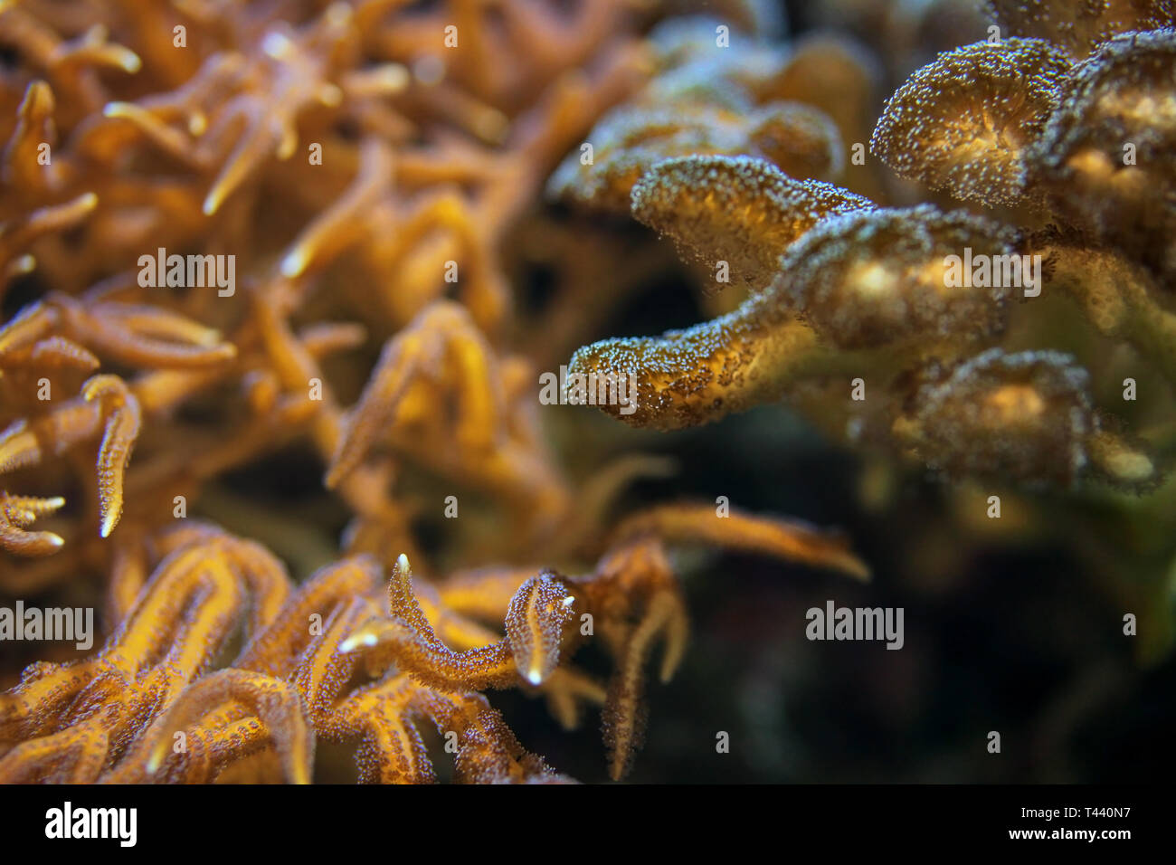 Underwater photo, sea coral and anemone tentacles fluorescent in UV light. Abstract marine scene. Stock Photo