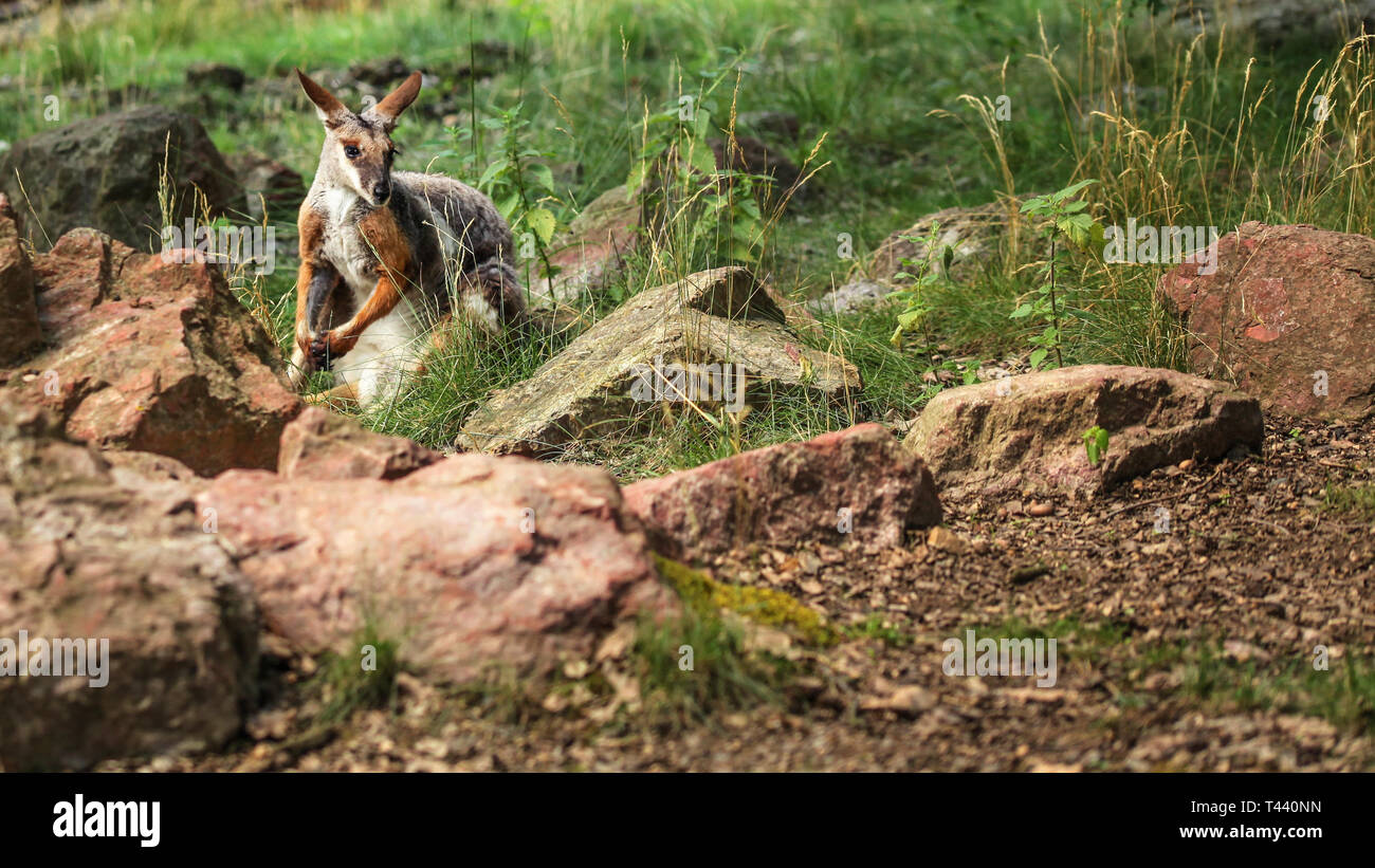 Wallaby wallaroo hiding hi-res stock photography and images - Alamy