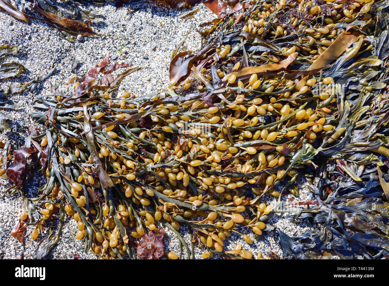 Seaweed lying on beach sand, The Brough of Birsay Island, Birsay, Mainland, Orkney Islands, Northern Isles, Scotland, United Kingdom Stock Photo