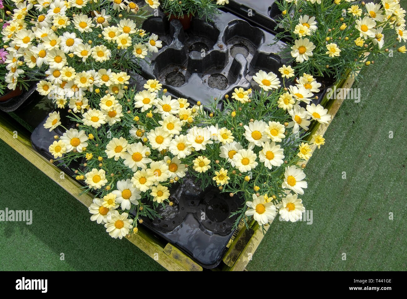 White daisy flowers on display in plastic pot wooden box. Spring garden series, Mallorca, Spain. Stock Photo
