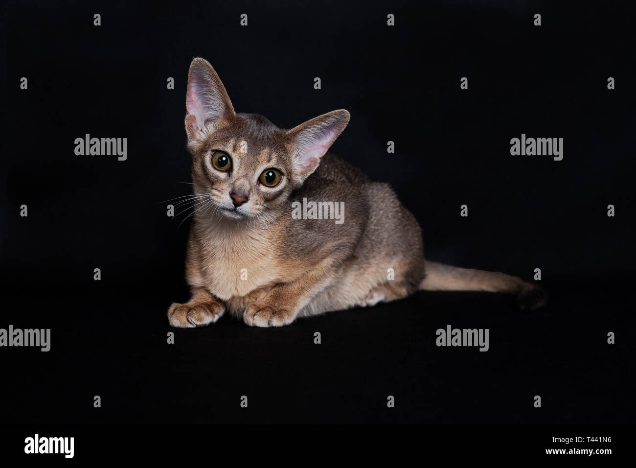 Young abyssinian blue cat on studio shoot Stock Photo